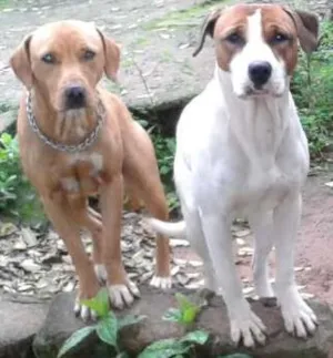 Cachorro raça mestisos idade 1 ano nome Rash/ Stella e Branca