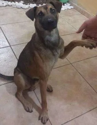 Cachorro ra a Não sei idade 1 ano nome Sem nome