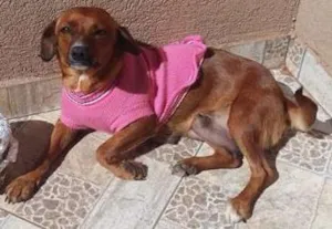 Cachorro raça AMELHOR idade 2 anos nome BELA