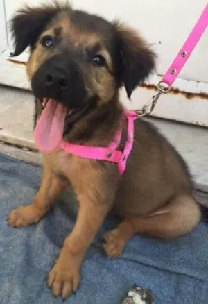 Cachorro raça Vira-Lata idade 7 a 11 meses nome Cacau