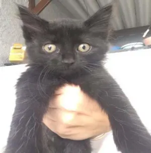Gato raça SRD idade 2 a 6 meses nome Felix
