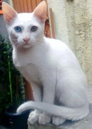 Gato raça SRD idade 2 a 6 meses nome Bowie