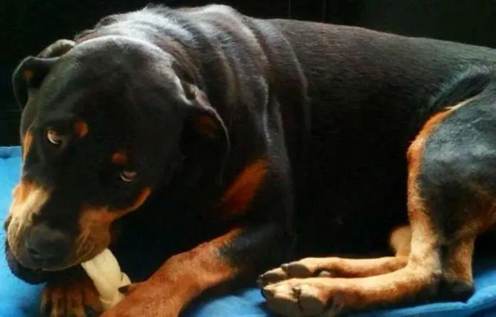 Cachorro ra a Rottweiler idade 5 anos nome Xepa