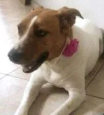 Cachorro raça Srd idade 6 ou mais anos nome Chitara