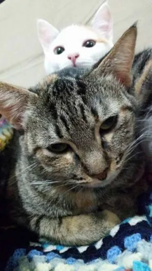 Gato raça SRD idade 2 anos nome Maria