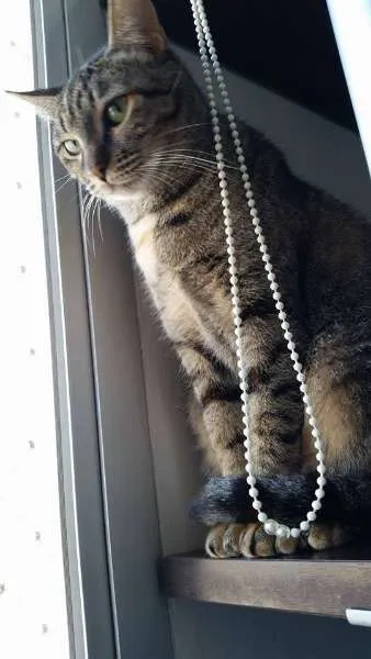 Gato ra a SRD idade 2 anos nome Maria