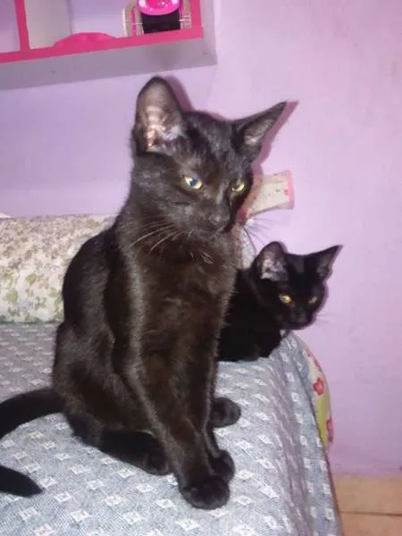 Gato ra a SRD idade 2 a 6 meses nome Johnny