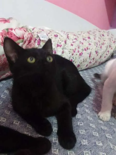 Gato ra a SRD idade 2 a 6 meses nome Johnny