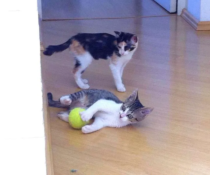 Gato ra a srd idade 2 a 6 meses nome Angelina