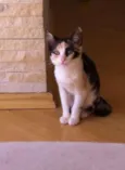 Angelina