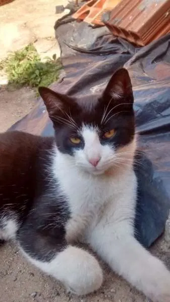 Gato ra a SRD idade 7 a 11 meses nome Bruninho
