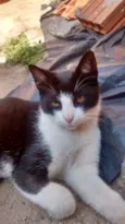 Bruninho