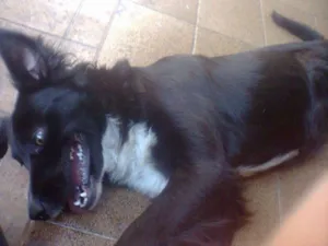 Cachorro raça BORDER COLLIE idade 7 a 11 meses nome PEPÊ