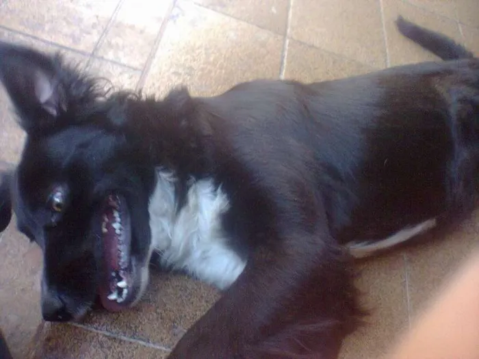 Cachorro ra a BORDER COLLIE idade 7 a 11 meses nome PEPÊ