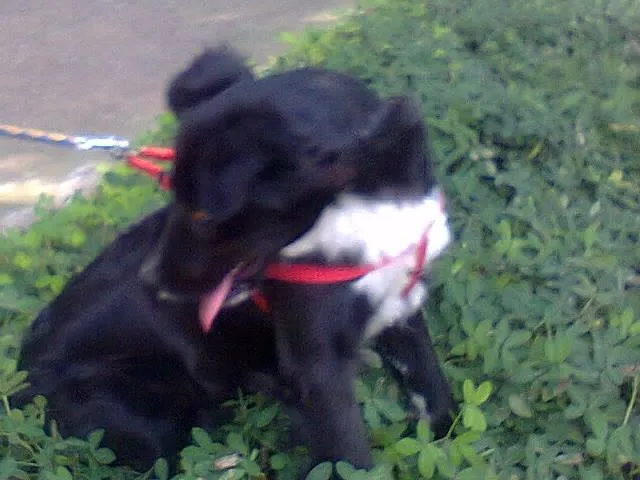 Cachorro ra a BORDER COLLIE idade 7 a 11 meses nome PEPÊ