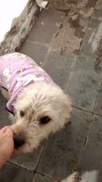 Cachorro raça SRD idade 3 anos nome Lola