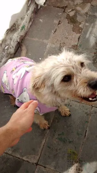 Cachorro raça SRD idade 3 anos nome Lola