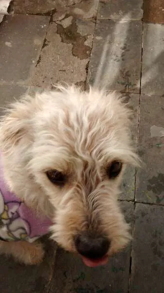 Cachorro raça SRD idade 3 anos nome Lola