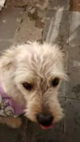 Lola