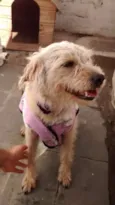 Lola