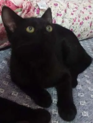 Gato raça SRD idade 2 a 6 meses nome Johnny