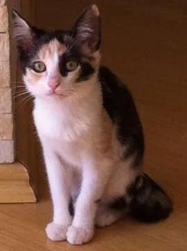 Gato raça srd idade 2 a 6 meses nome Angelina