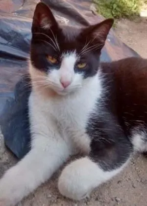 Gato raça SRD idade 7 a 11 meses nome Bruninho