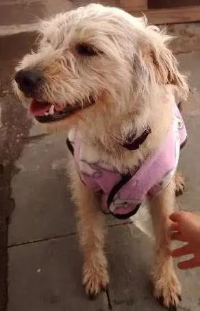 Cachorro raça SRD idade 3 anos nome Lola
