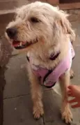 Lola