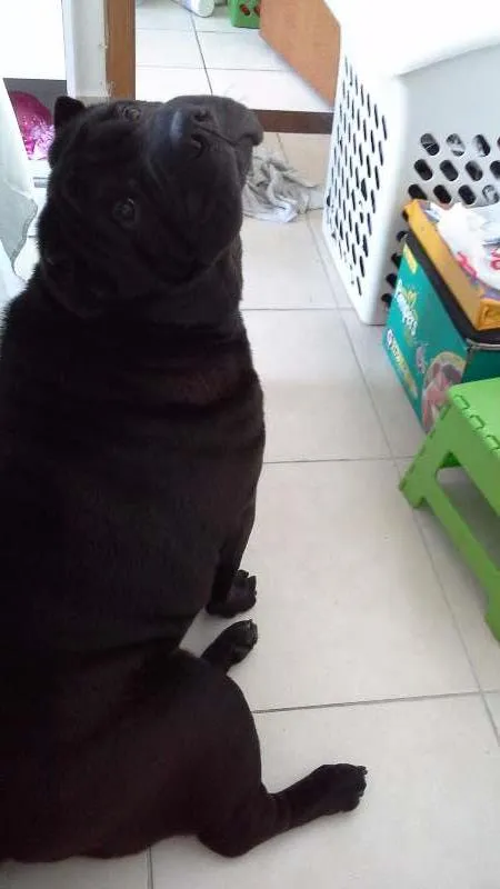Cachorro ra a Shar Pei idade 4 anos nome Shoyu