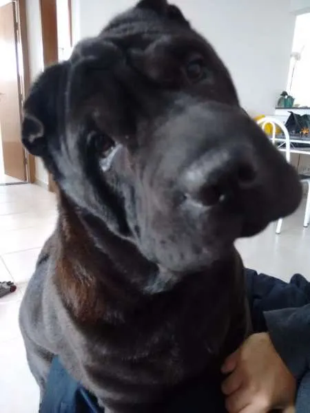 Cachorro ra a Shar Pei idade 4 anos nome Shoyu