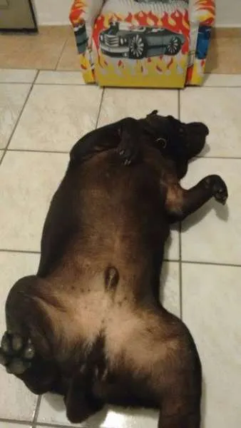 Cachorro ra a Shar Pei idade 4 anos nome Shoyu
