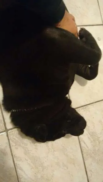 Cachorro ra a Shar Pei idade 4 anos nome Shoyu