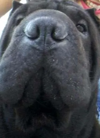 Cachorro ra a Shar Pei idade 4 anos nome Shoyu