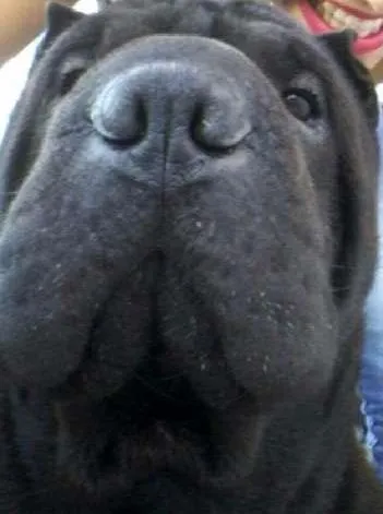 Cachorro ra a Shar Pei idade 4 anos nome Shoyu