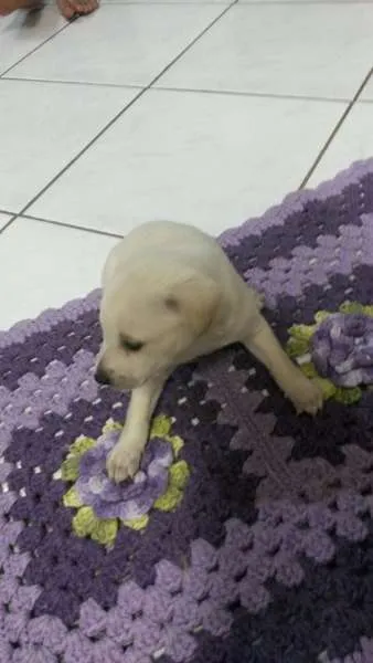 Cachorro ra a indefinida idade Abaixo de 2 meses nome sem nome