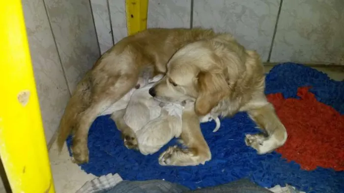 Cachorro ra a indefinida idade Abaixo de 2 meses nome sem nome