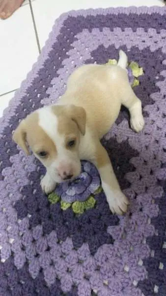 Cachorro ra a indefinida idade Abaixo de 2 meses nome sem nome