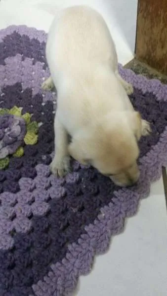 Cachorro ra a indefinida idade Abaixo de 2 meses nome sem nome