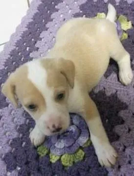 Cachorro ra a indefinida idade Abaixo de 2 meses nome sem nome