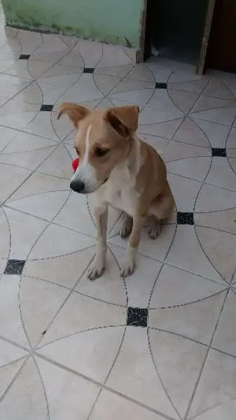 Cachorro ra a vira lata  idade 7 a 11 meses nome Vitoria 