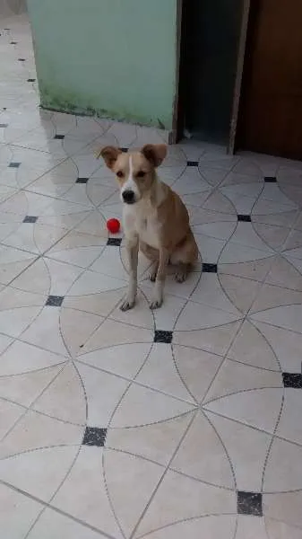Cachorro ra a vira lata  idade 7 a 11 meses nome Vitoria 