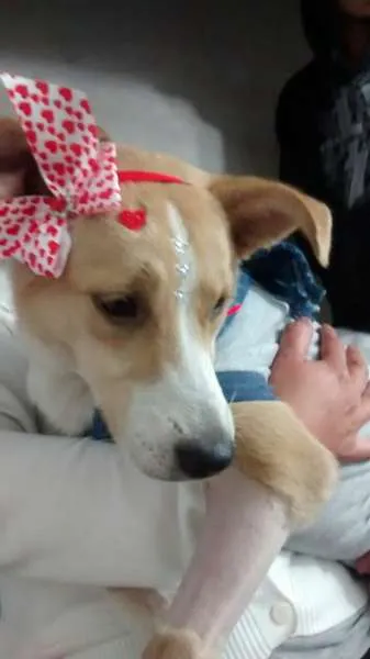 Cachorro ra a vira lata  idade 7 a 11 meses nome Vitoria 