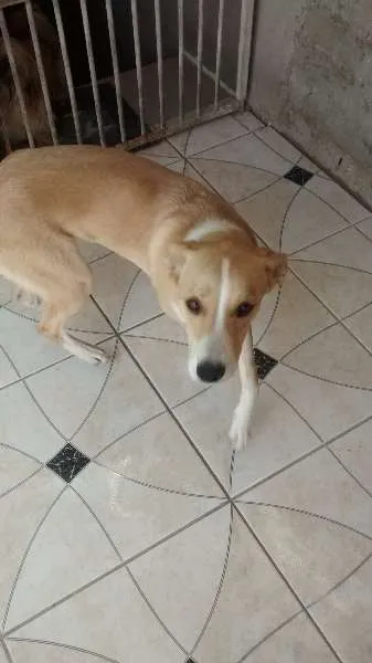 Cachorro ra a vira lata  idade 7 a 11 meses nome Vitoria 