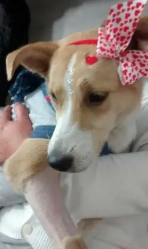 Cachorro raça vira lata  idade 7 a 11 meses nome Vitoria 