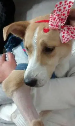 Cachorro ra a vira lata  idade 7 a 11 meses nome Vitoria 