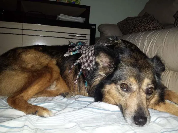 Cachorro ra a Srd idade 3 anos nome Princesa