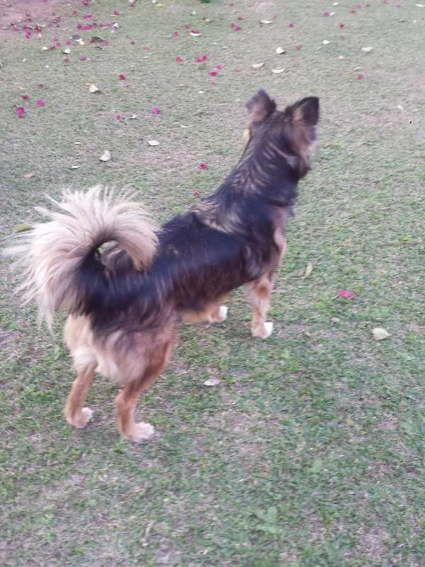 Cachorro ra a Srd idade 3 anos nome Princesa