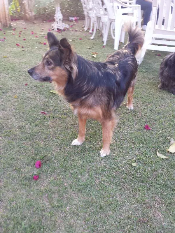 Cachorro ra a Srd idade 3 anos nome Princesa