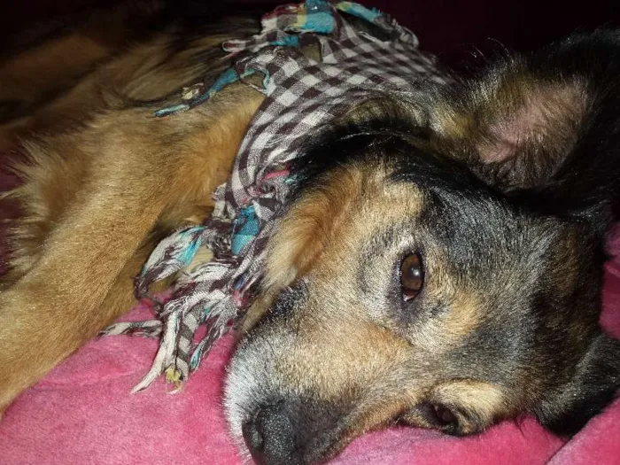 Cachorro ra a Srd idade 3 anos nome Princesa